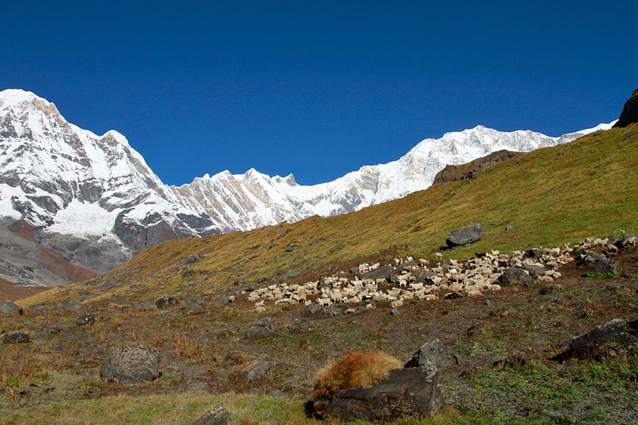 Annapurna Base Camp Trek